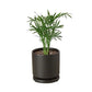 Parlor Palm (Chamaedorea elegans) – Elegant, Low-Light, Air-Purifying Indoor Palm