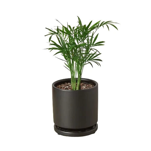 Parlor Palm (Chamaedorea elegans) – Elegant, Low-Light, Air-Purifying Indoor Palm