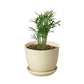 Parlor Palm (Chamaedorea elegans) – Elegant, Low-Light, Air-Purifying Indoor Palm