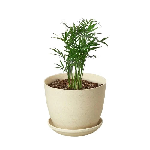 Parlor Palm (Chamaedorea elegans) – Elegant, Low-Light, Air-Purifying Indoor Palm