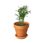 Parlor Palm (Chamaedorea elegans) – Elegant, Low-Light, Air-Purifying Indoor Palm