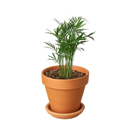 small parlor palm Parlor Palm (Chamaedorea elegans) – Elegant, Low-Light, Air-Purifying – The Garland Guy