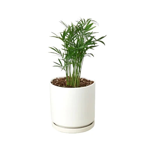 Parlor Palm (Chamaedorea elegans) – Elegant, Low-Light, Air-Purifying Indoor Palm