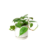 Philodendron Cordatum (Philodendron cordatum) – Easy-Care Heartleaf Vine