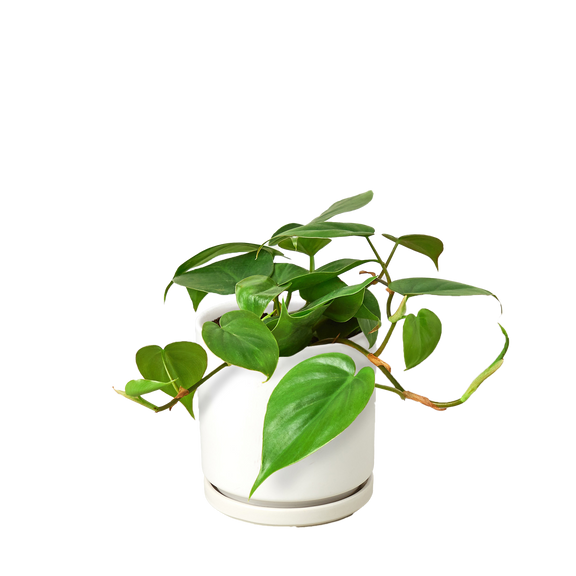 easy care philodendron Philodendron Cordatum – Easy-Care Heartleaf Vine for Home & Office – The Garland Guy