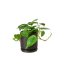 Philodendron Cordatum (Philodendron cordatum) – Easy-Care Heartleaf Vine