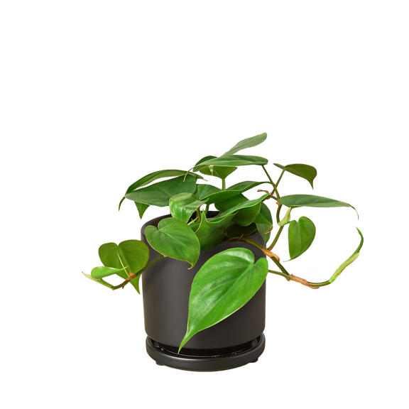 philodendron ivy care Philodendron Cordatum – Easy-Care Heartleaf Vine for Home & Office – The Garland Guy