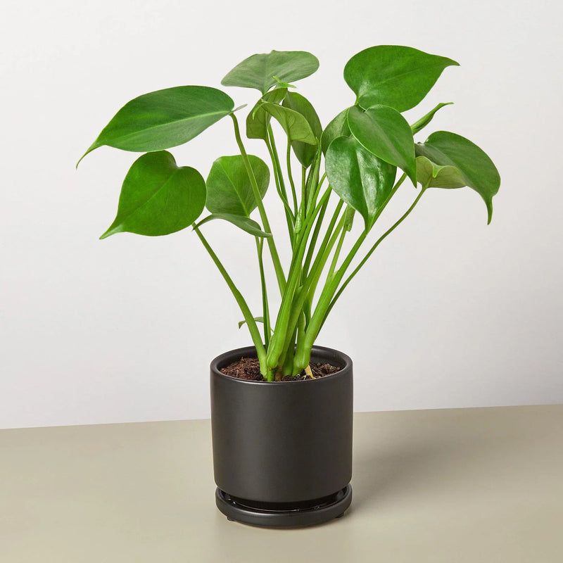 Philodendron Monstera deliciosa – Iconic Swiss Cheese Plant