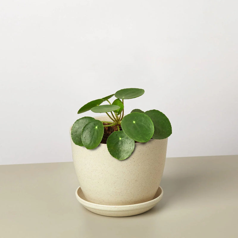 Pilea peperomioides (Chinese Money Plant) – Charming & Easy-Care Houseplant
