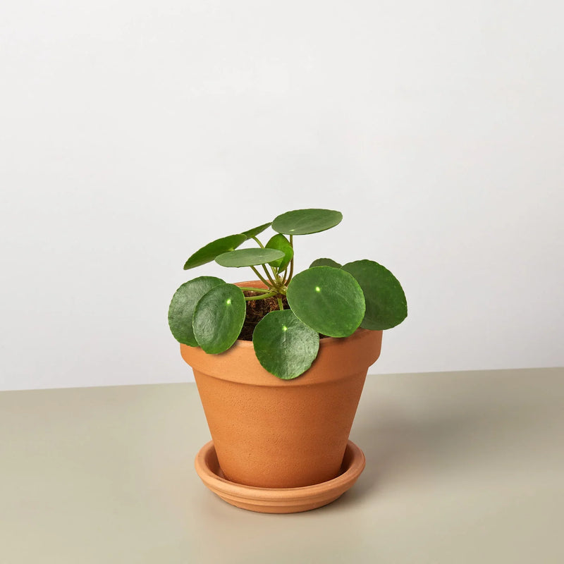 Pilea peperomioides (Chinese Money Plant) – Charming & Easy-Care Houseplant