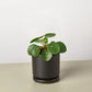 Pilea peperomioides (Chinese Money Plant) – Charming & Easy-Care Houseplant