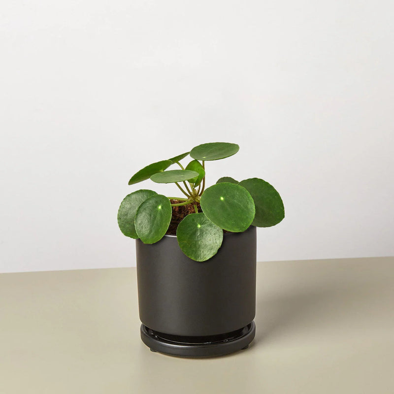 Pilea peperomioides (Chinese Money Plant) – Charming & Easy-Care Houseplant