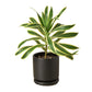 Dracaena ‘Song of India’ (Dragon Tree) – Bright & Hardy Tropical Beauty