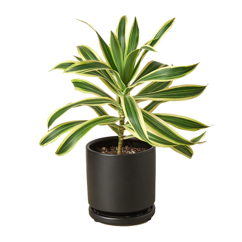 Dracaena ‘Song of India’ (Dragon Tree) – Bright & Hardy Tropical Beauty