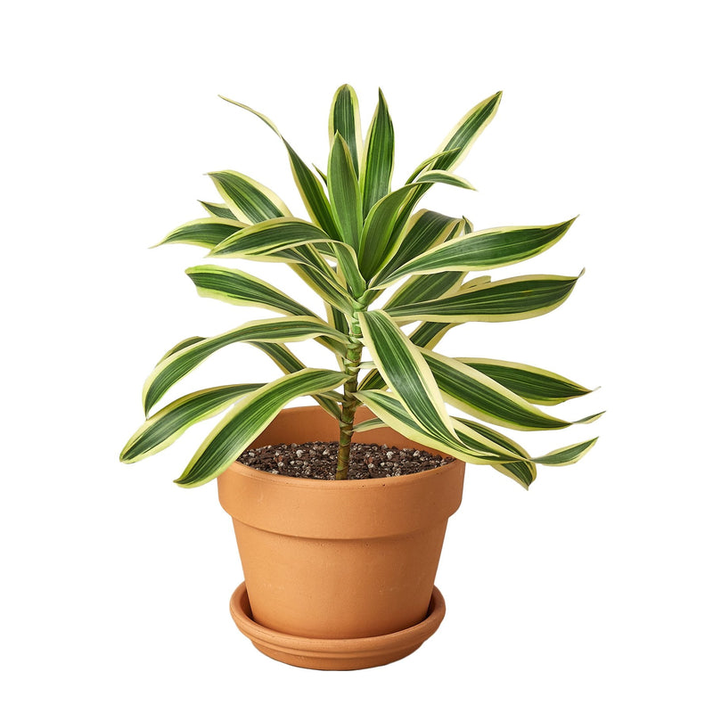 Dracaena ‘Song of India’ (Dragon Tree) – Bright & Hardy Tropical Beauty