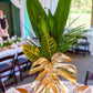 Monstera Leaf