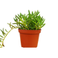 Senecio Succulent 'Fish Hooks'