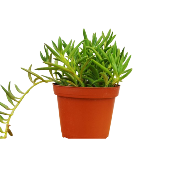 tube shaped succulent Senecio Succulent 'Fish Hooks' – The Garland Guy