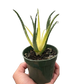 Succulent Aloe Solar Flare
