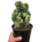 Succulent Cereus Coral Green