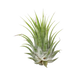 Tillandsia Air Plant Ionantha - 25 Pack