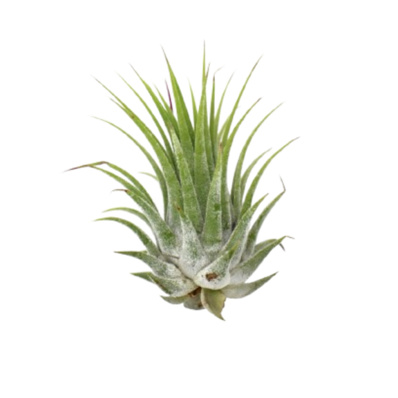 Tillandsia Air Plant Ionantha - 5 Pack – The Garland Guy Tillandsia Air Plant Ionantha - 5 Pack – The Garland Guy