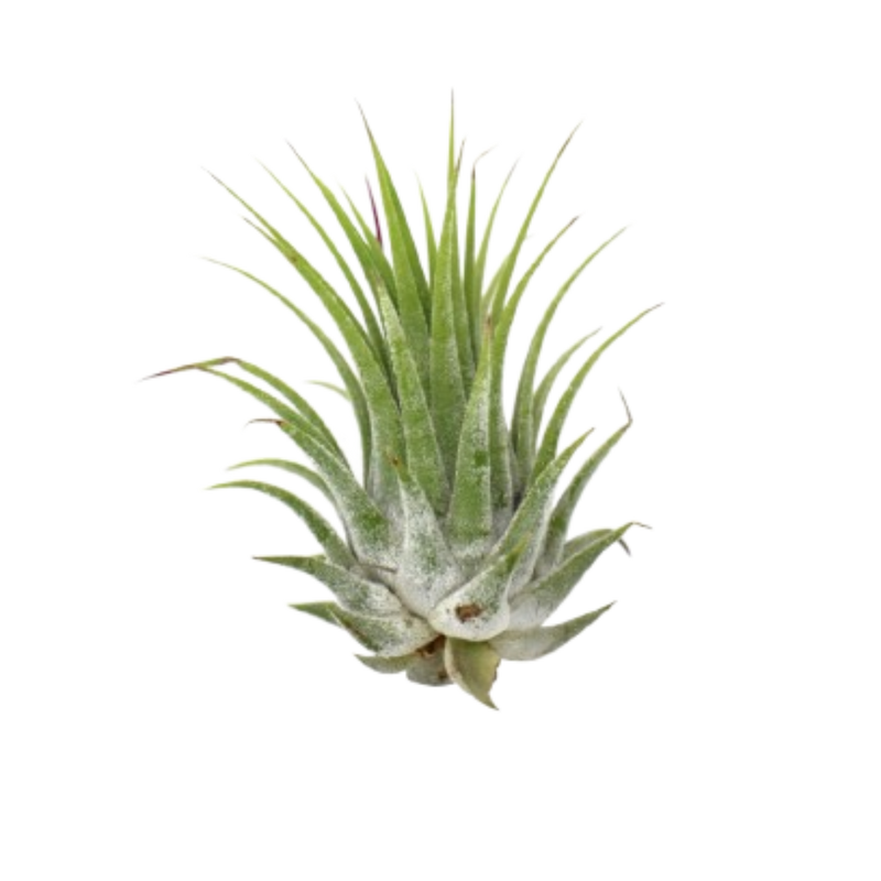 Tillandsia Air Plant Ionantha - 5 Pack