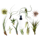 Tillandsia Air Plant Variety Pack w/ Spray Bottle