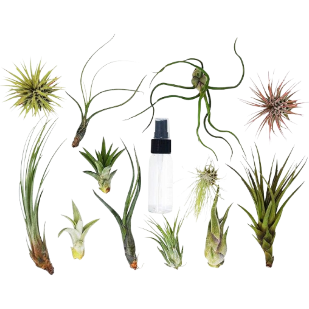 air plant spray bottle Tillandsia Air Plant Variety Pack w/ Spray Bottle