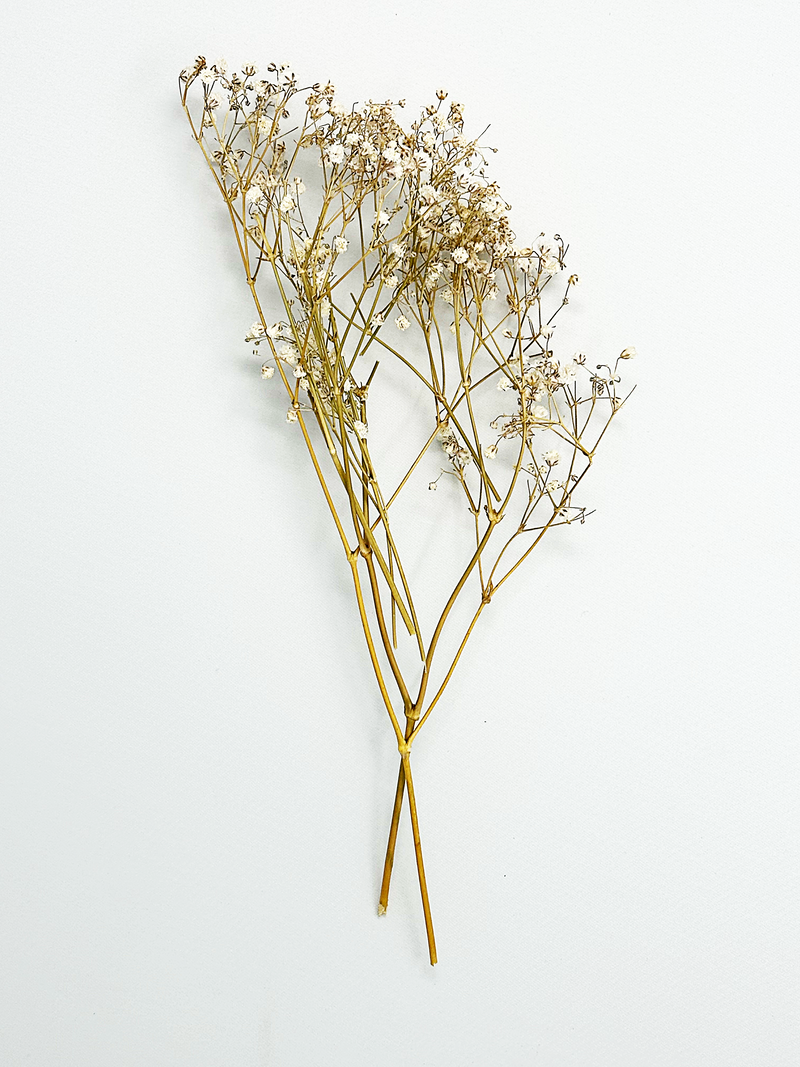 Dried Baby's Breath