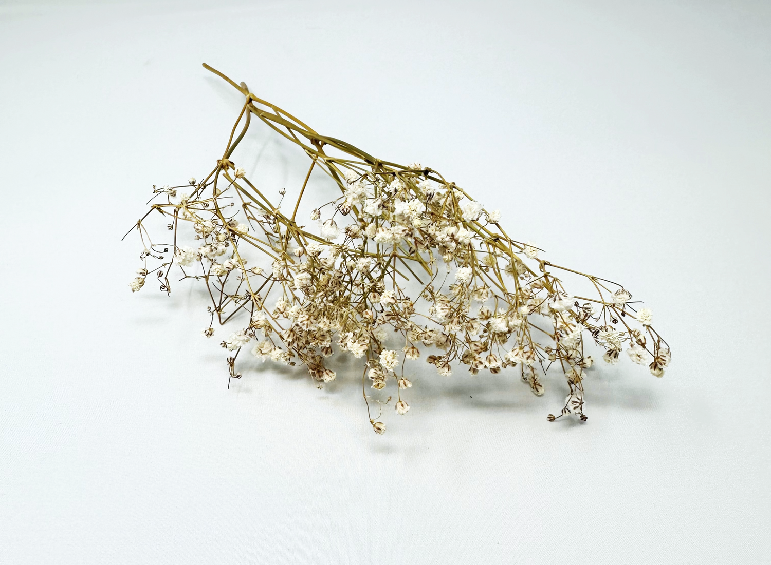 Dried Baby's Breath