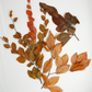 Copper Beech- Fall Preserved Leaves