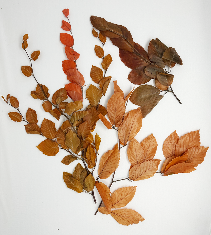 Copper Beech- Fall Preserved Leaves