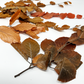 Copper Beech- Fall Preserved Leaves