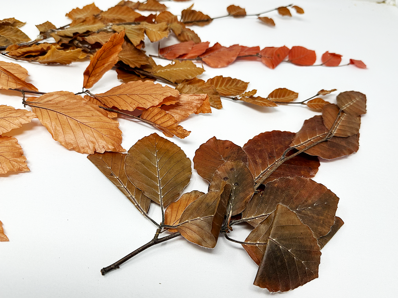 Copper Beech- Fall Preserved Leaves