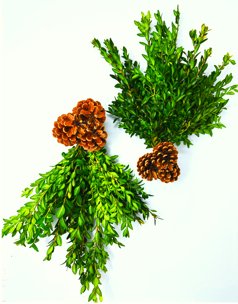 Mini Boxwood Swags with Cones – The Garland Guy