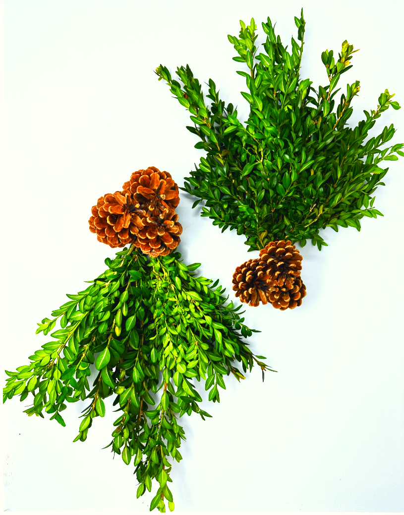 Mini Boxwood Swags with Cones