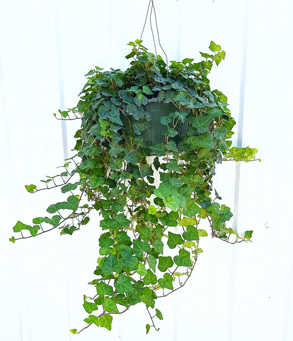 hanging ivy plants outdoor English Ivy Plant in Hanging Basket – Lush, Air-Purifying Indoor/Outdo – The Garland Guy