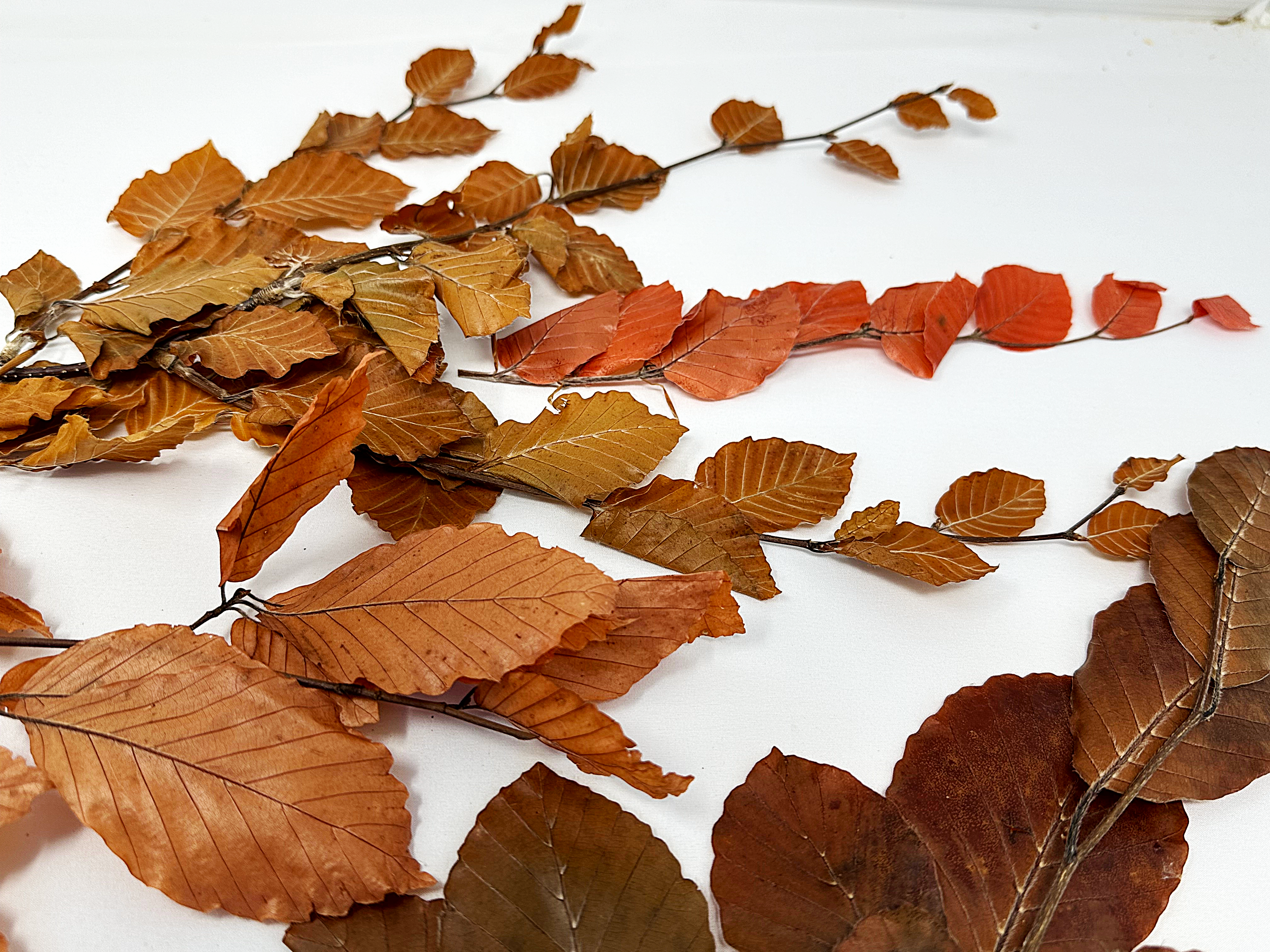 The Garland Guy Preserved Leaves - Thumbnail 5