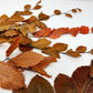 Copper Beech- Fall Preserved Leaves