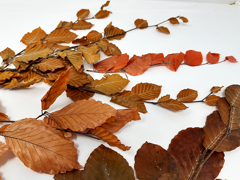 Copper Beech- Fall Preserved Leaves