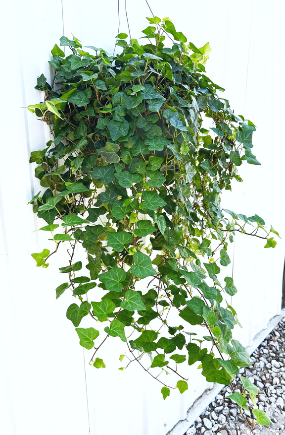 hanging ivy plant care English Ivy Plant in Hanging Basket – Lush, Air-Purifying Indoor/Outdoor Greenery