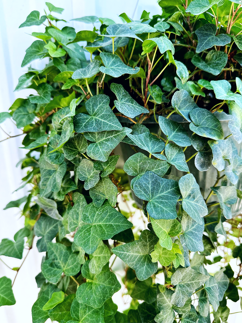 ivy plant hanging English Ivy Plant in Hanging Basket – Lush, Air-Purifying Indoor/Outdo – The Garland Guy