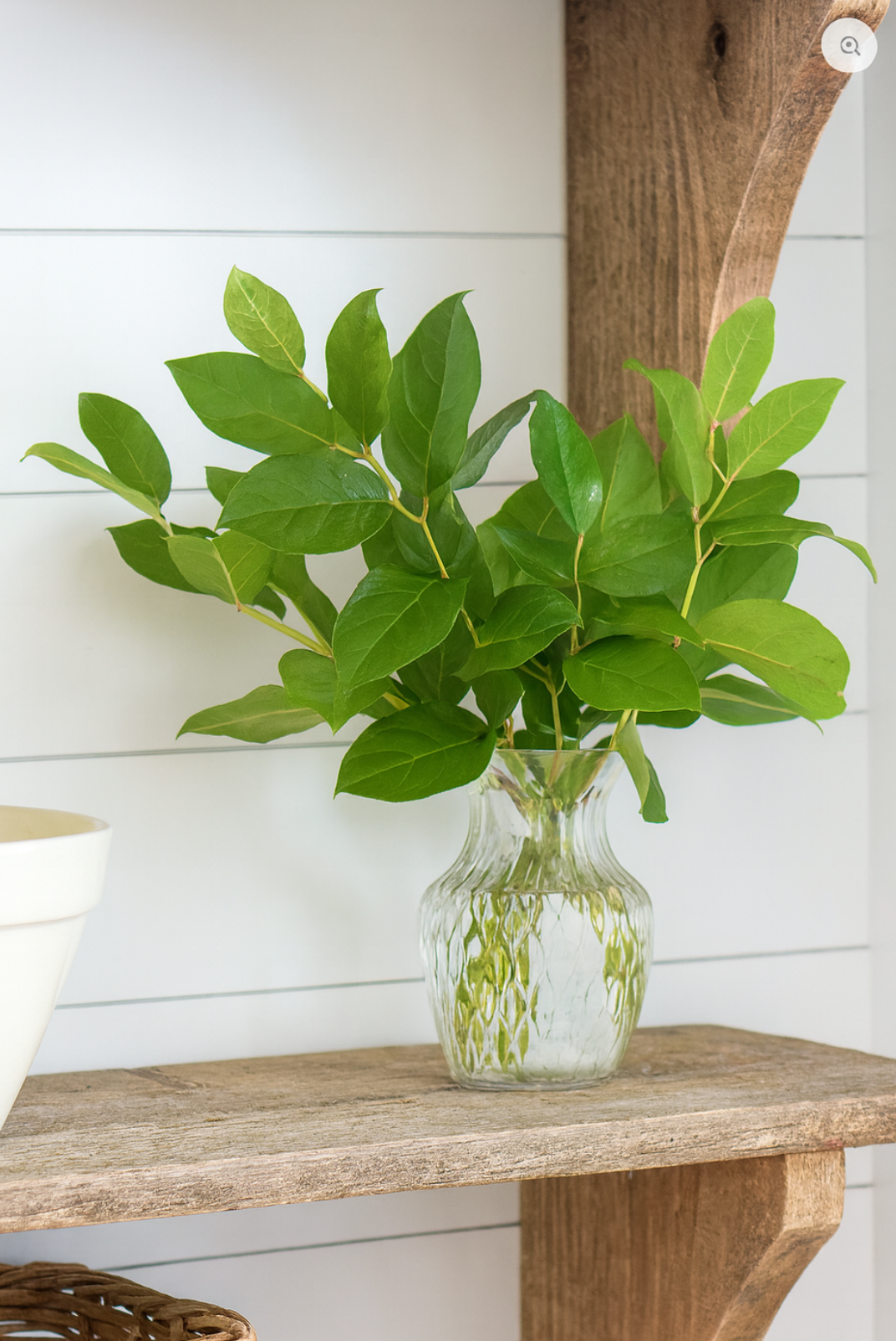 Salal Tips (Lemon Leaf)