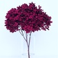 Large Bleached, Preserved Maroon Hydrangeas