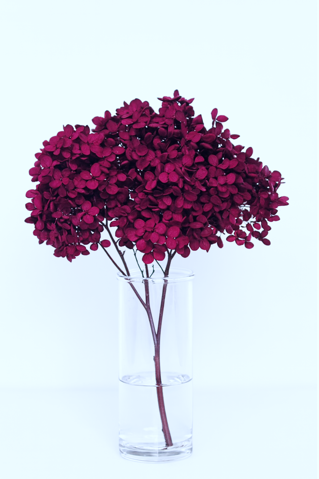 Large Bleached, Preserved Maroon Hydrangeas