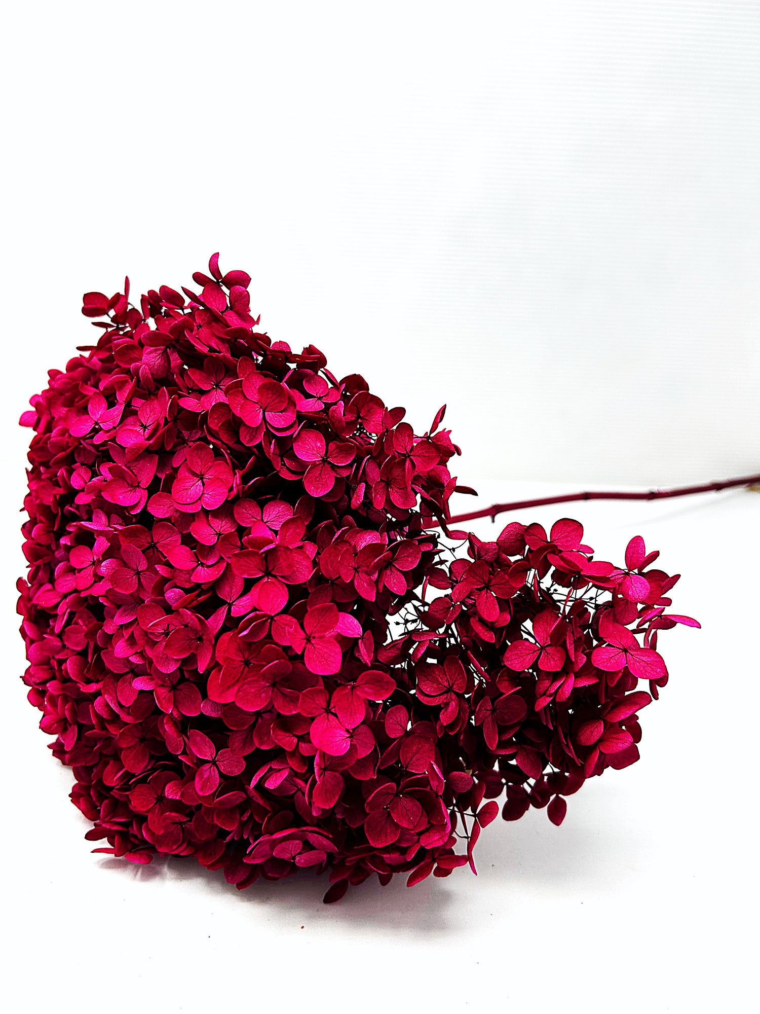 Large Bleached, Preserved Red Hydrangeas