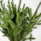 Douglas Fir Bunches