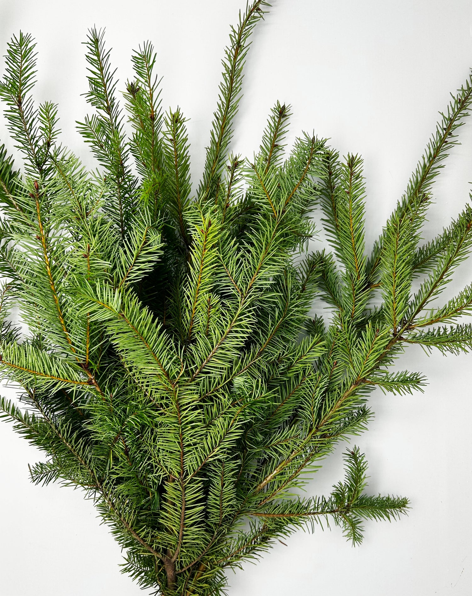 Douglas Fir Bunches