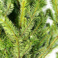 Douglas Fir Bunches